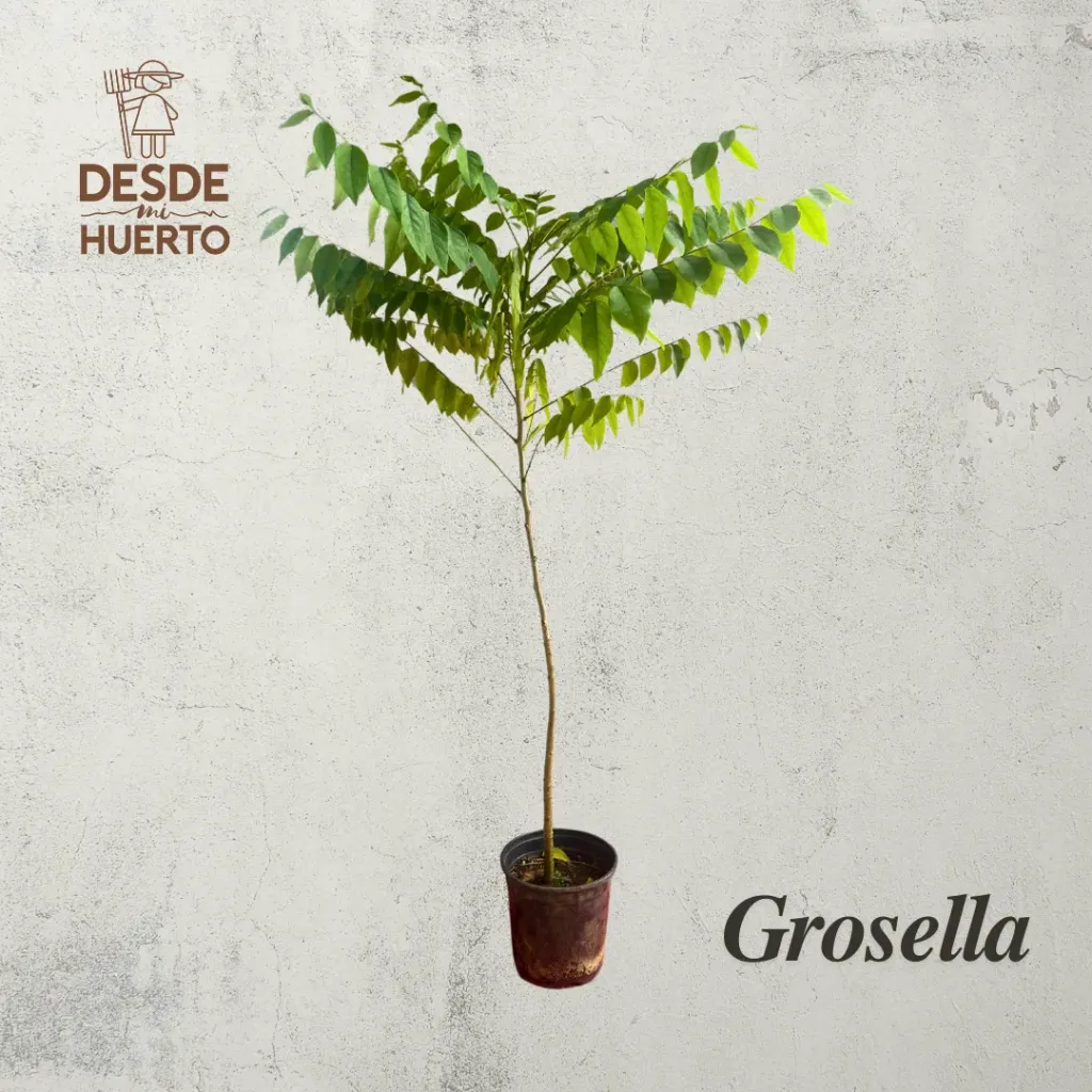 Arbol de Grosella