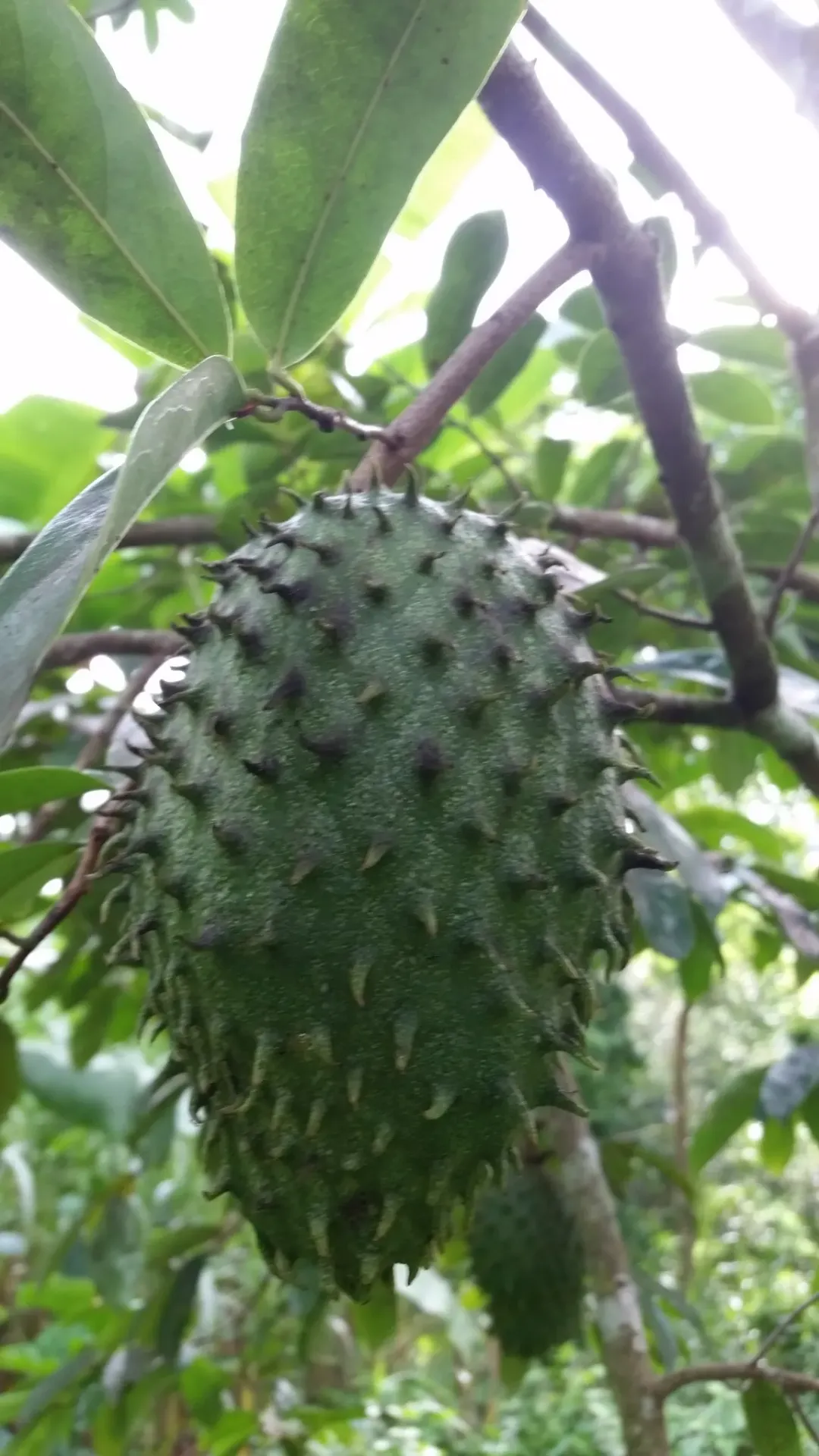 Arbol de Guanabana