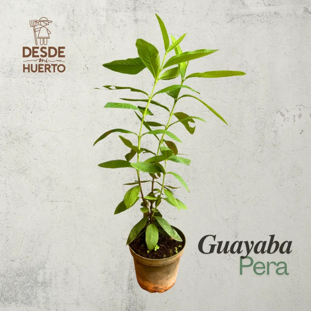 Arbol de Guayaba Pera