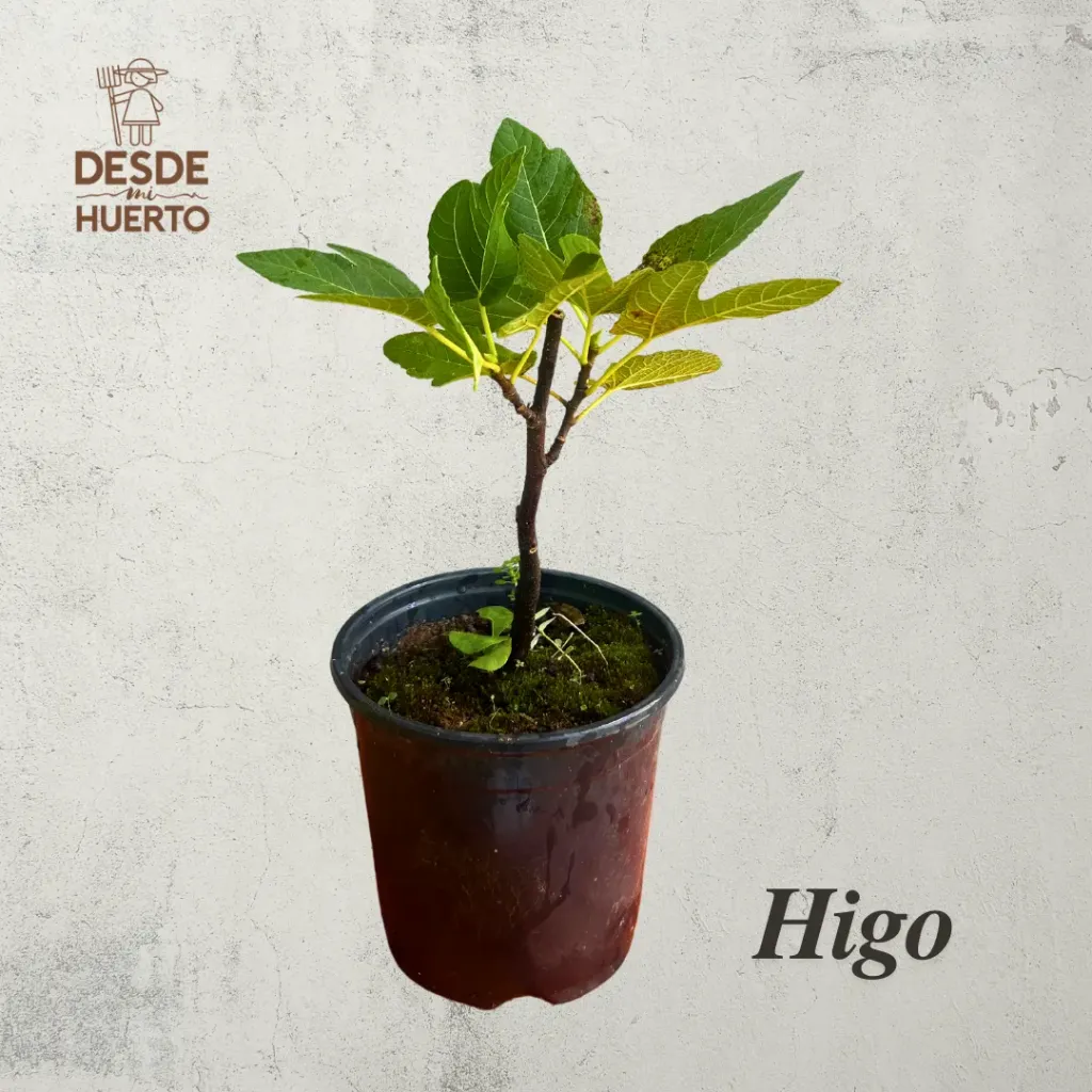 Arbol de Higo