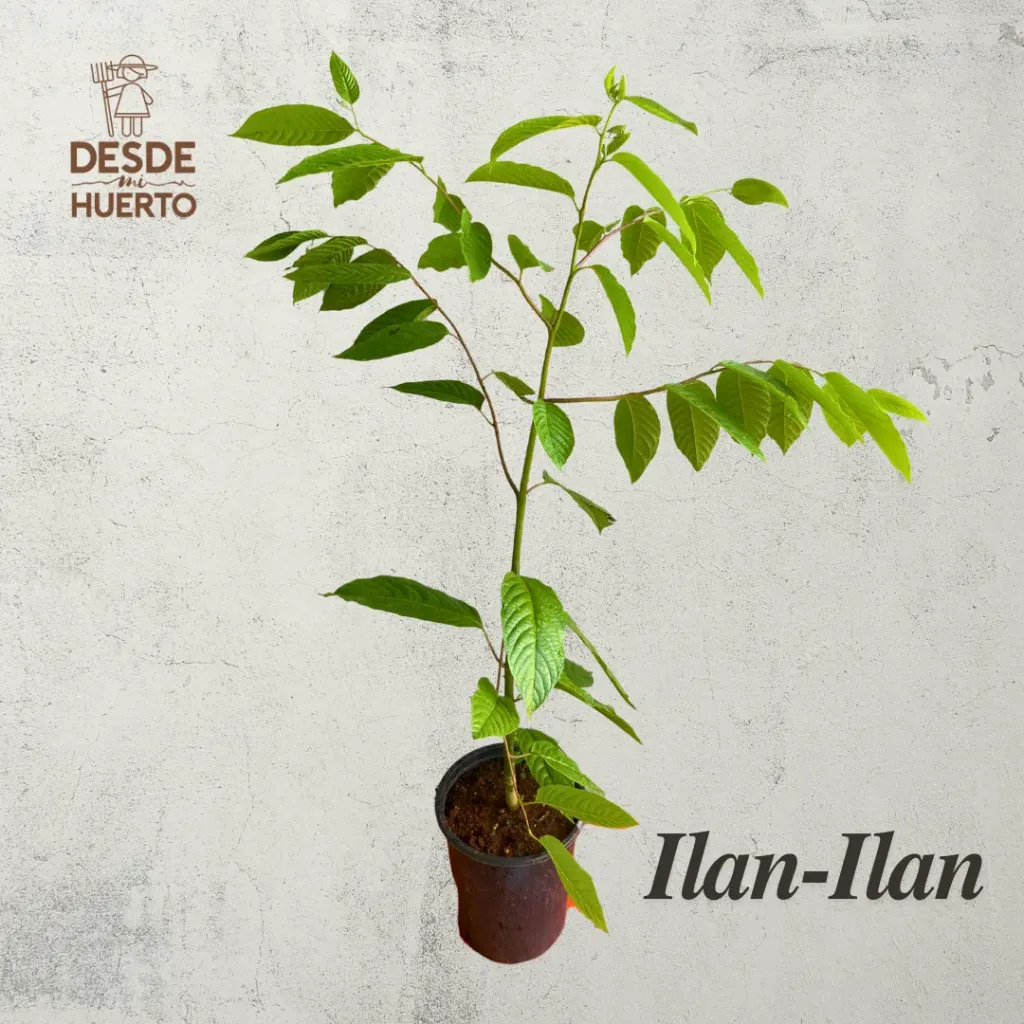 Arbol de Ilan-Ilan