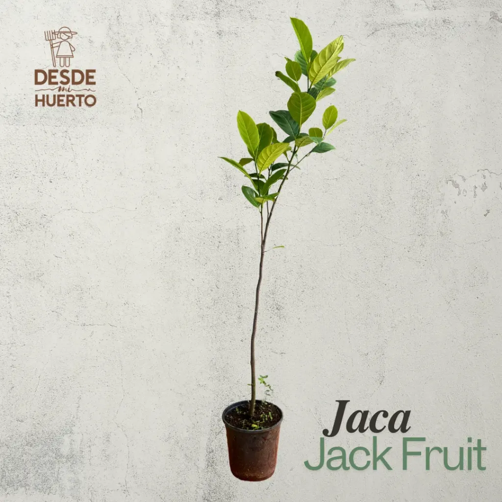 Arbol de Jaca (Jack Frut)