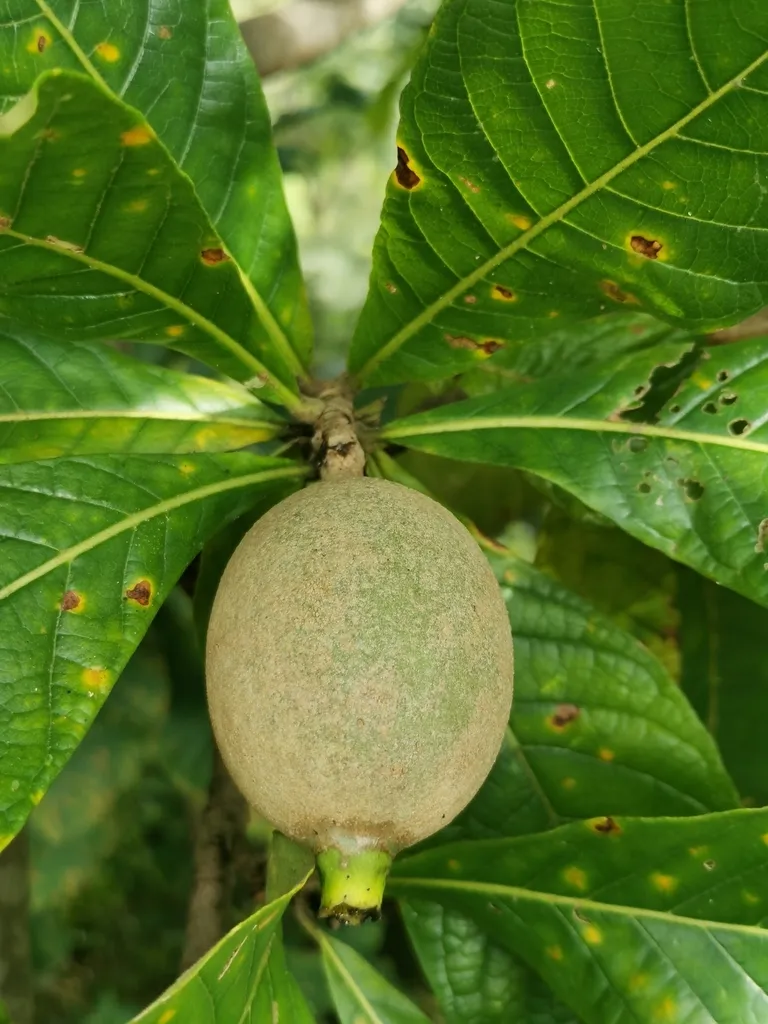Arbol de Jagua