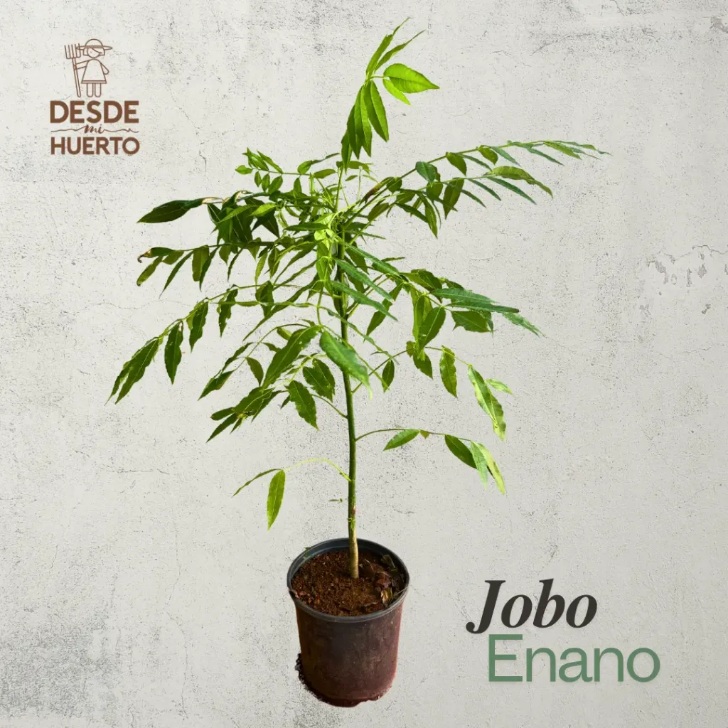 Arbol de Jobo Enano