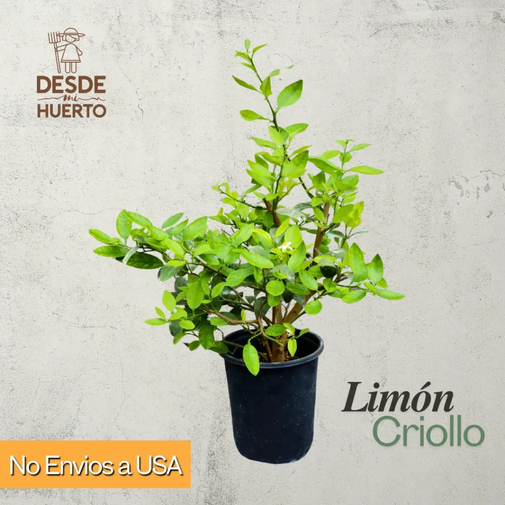 Arbol de Limon Criollo