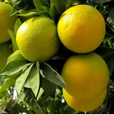 Arbol de Limon Dulce
