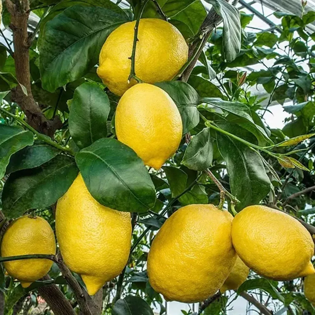 Arbol de Limon Eureka
