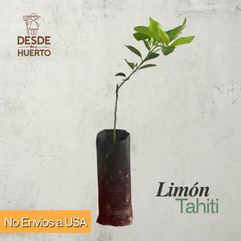 Arbol de Limon Tahiti