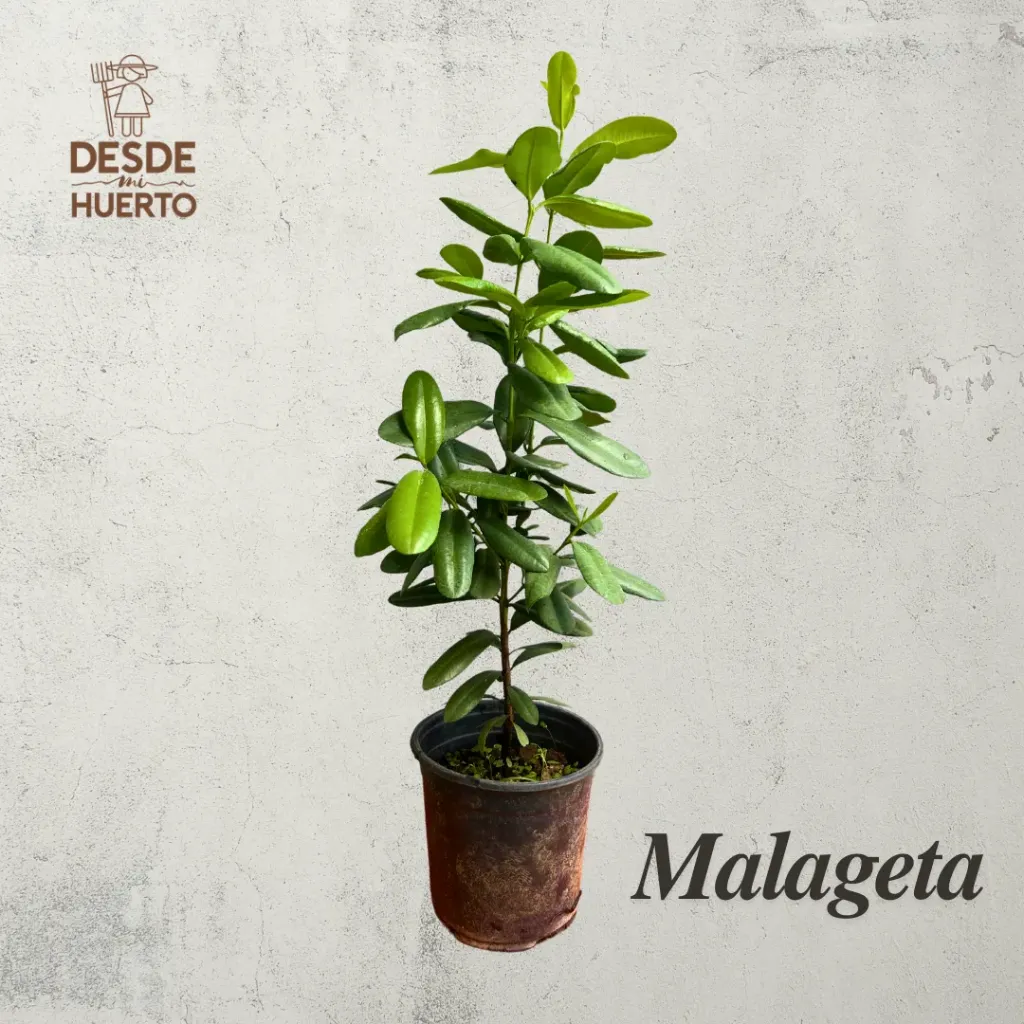 Arbol de Malagueta