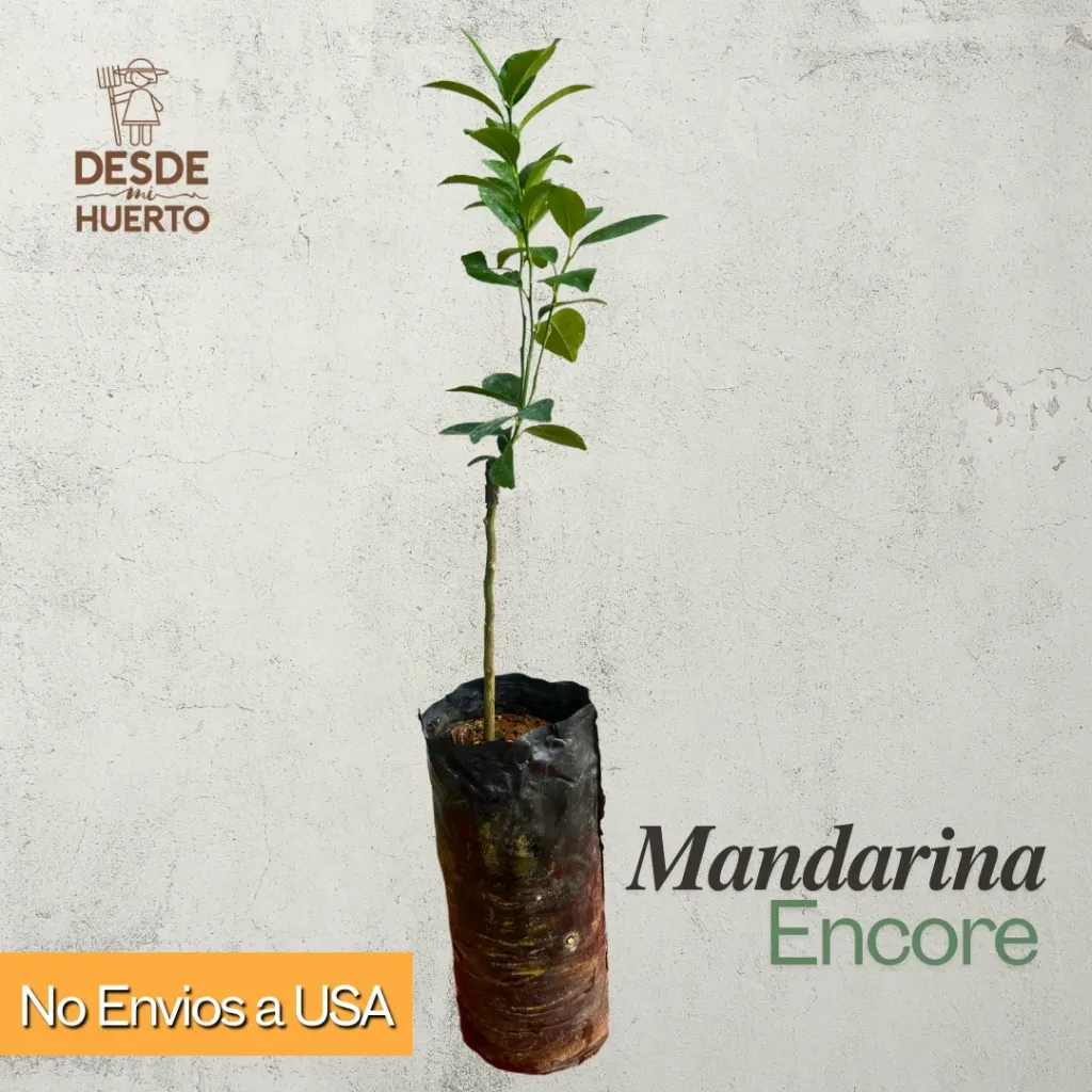 Arbol de Mandarina Encore
