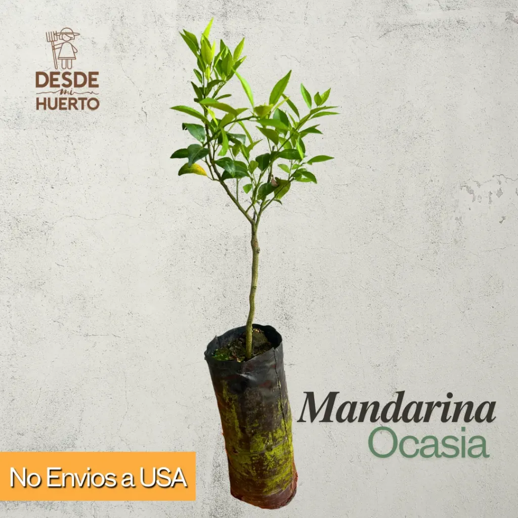 Arbol de Mandarina Ocasia