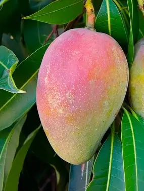 Arbol de Mango Keith