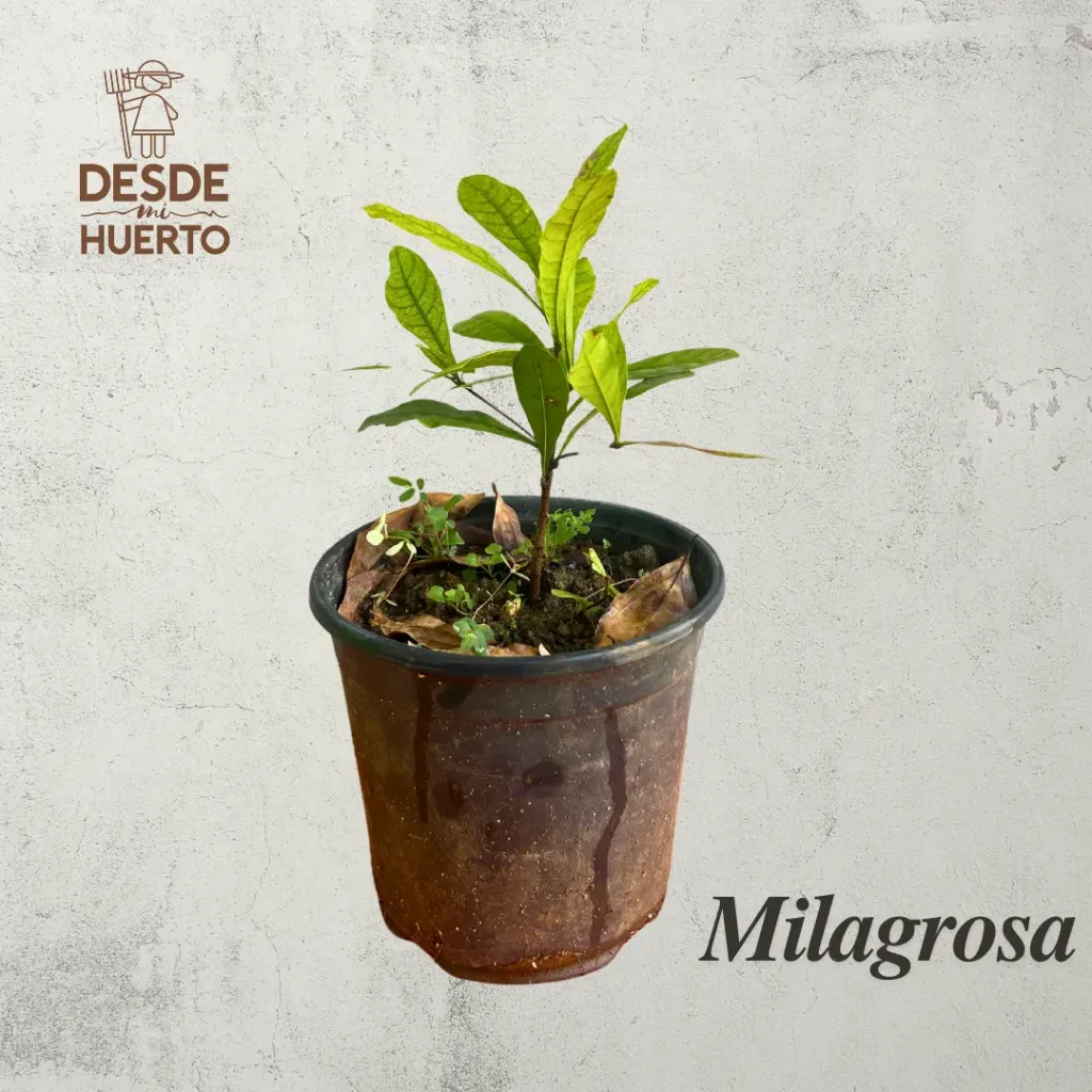 Arbol de Fruta Milagrosa