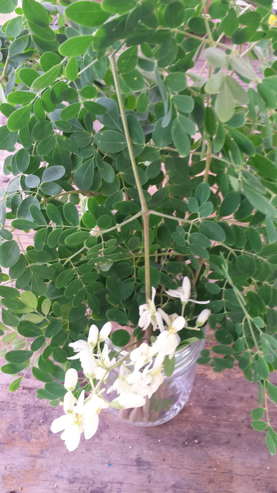 Arbol de Moringa