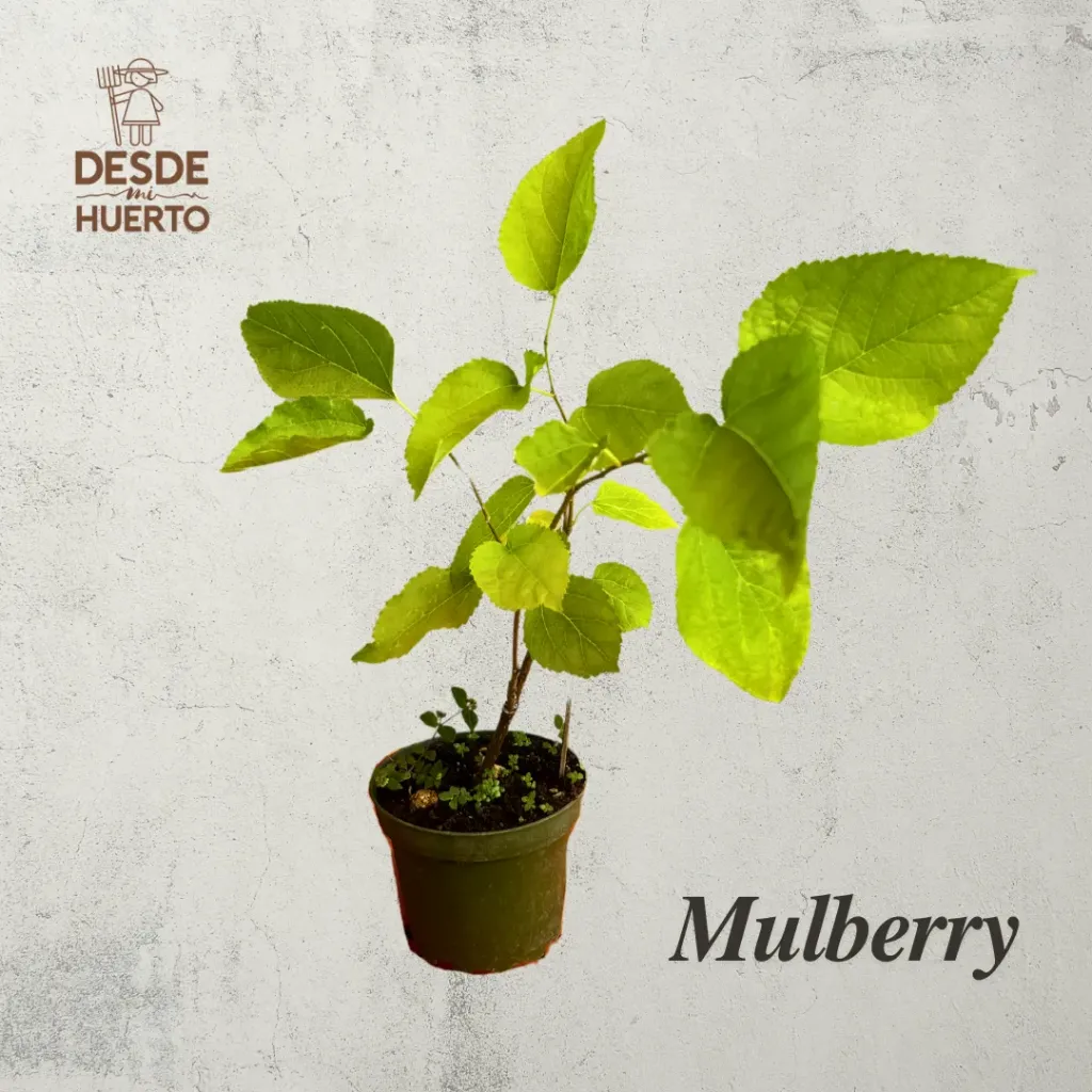Arbol de Mulberry