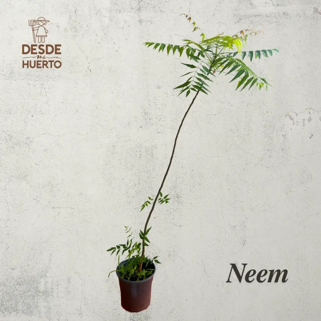 Arbol de Neem