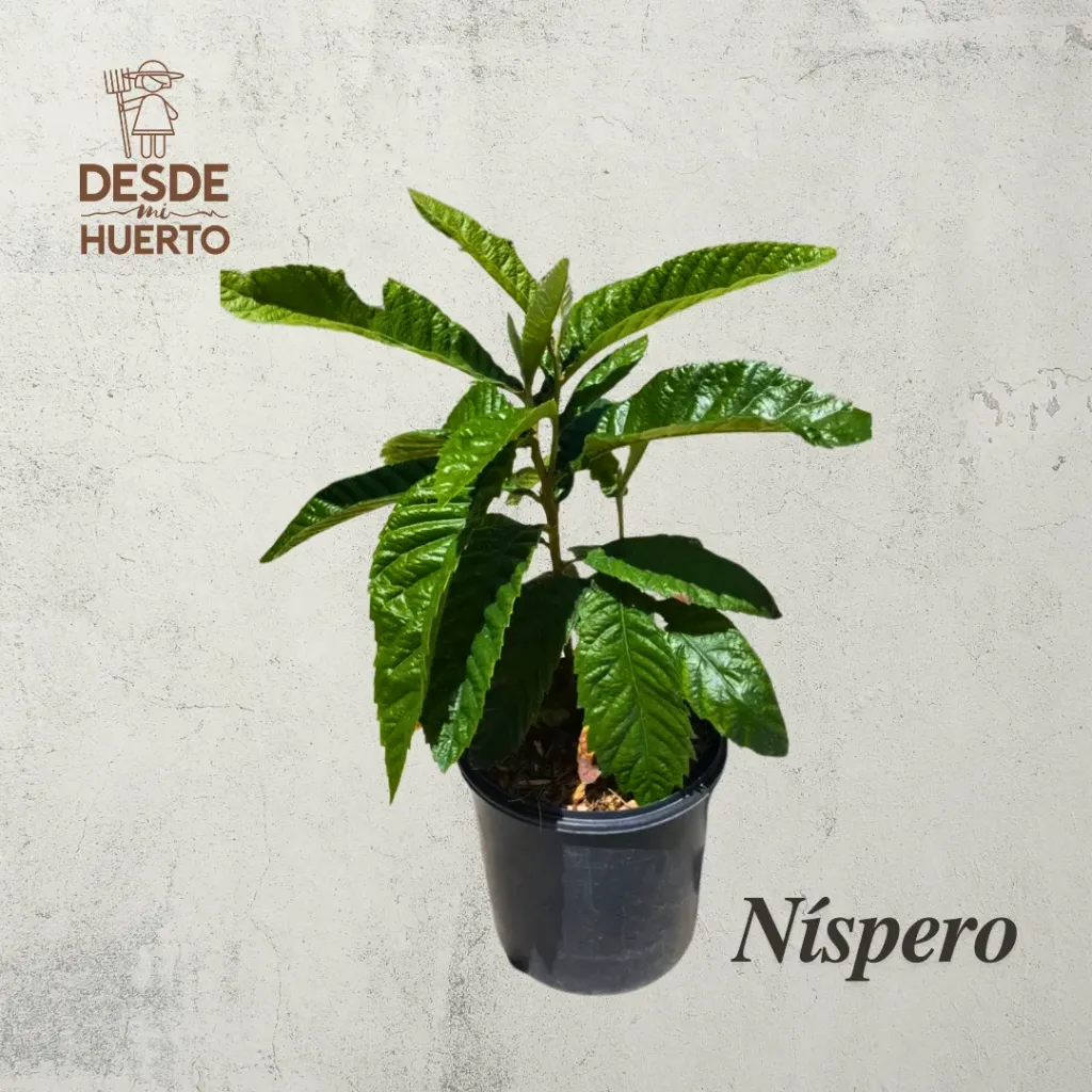 Arbol de Níspero