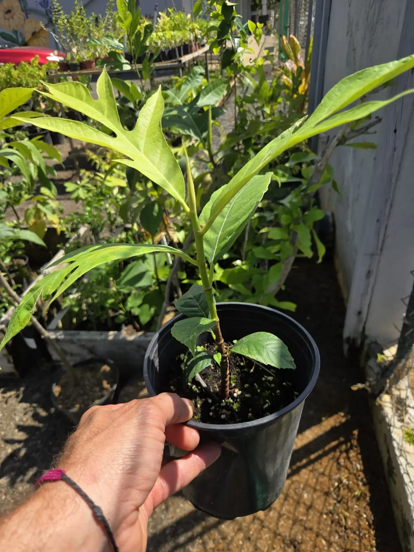 Arbol de Pana Amarilla