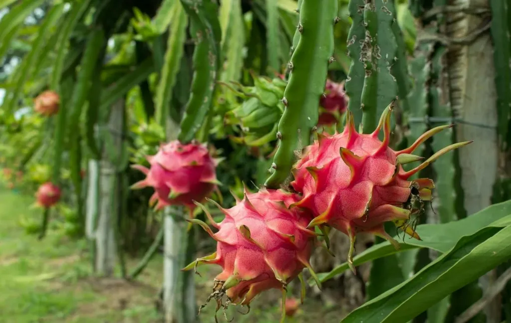 Arbol de Pitahaya