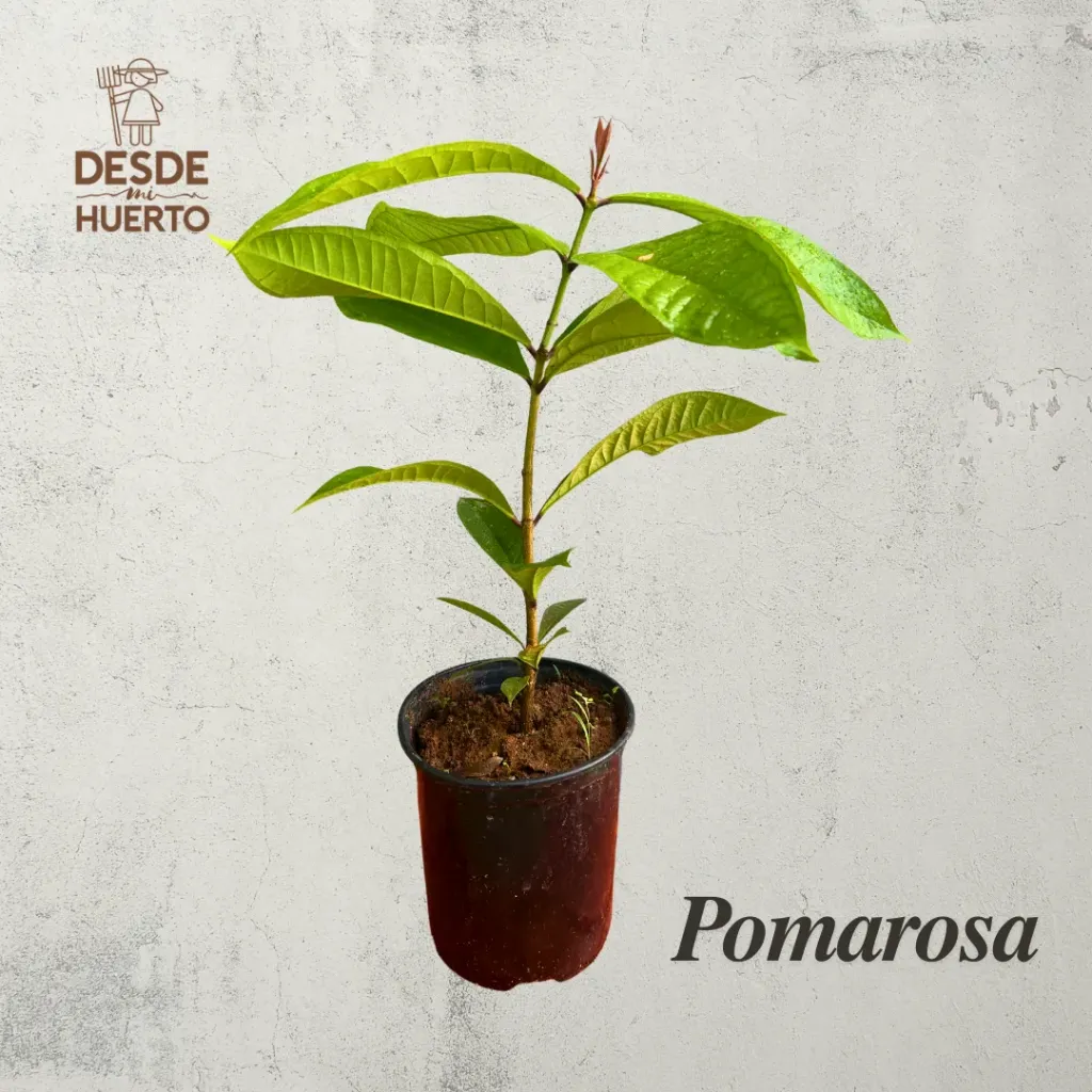 Arbol de Pomarosa