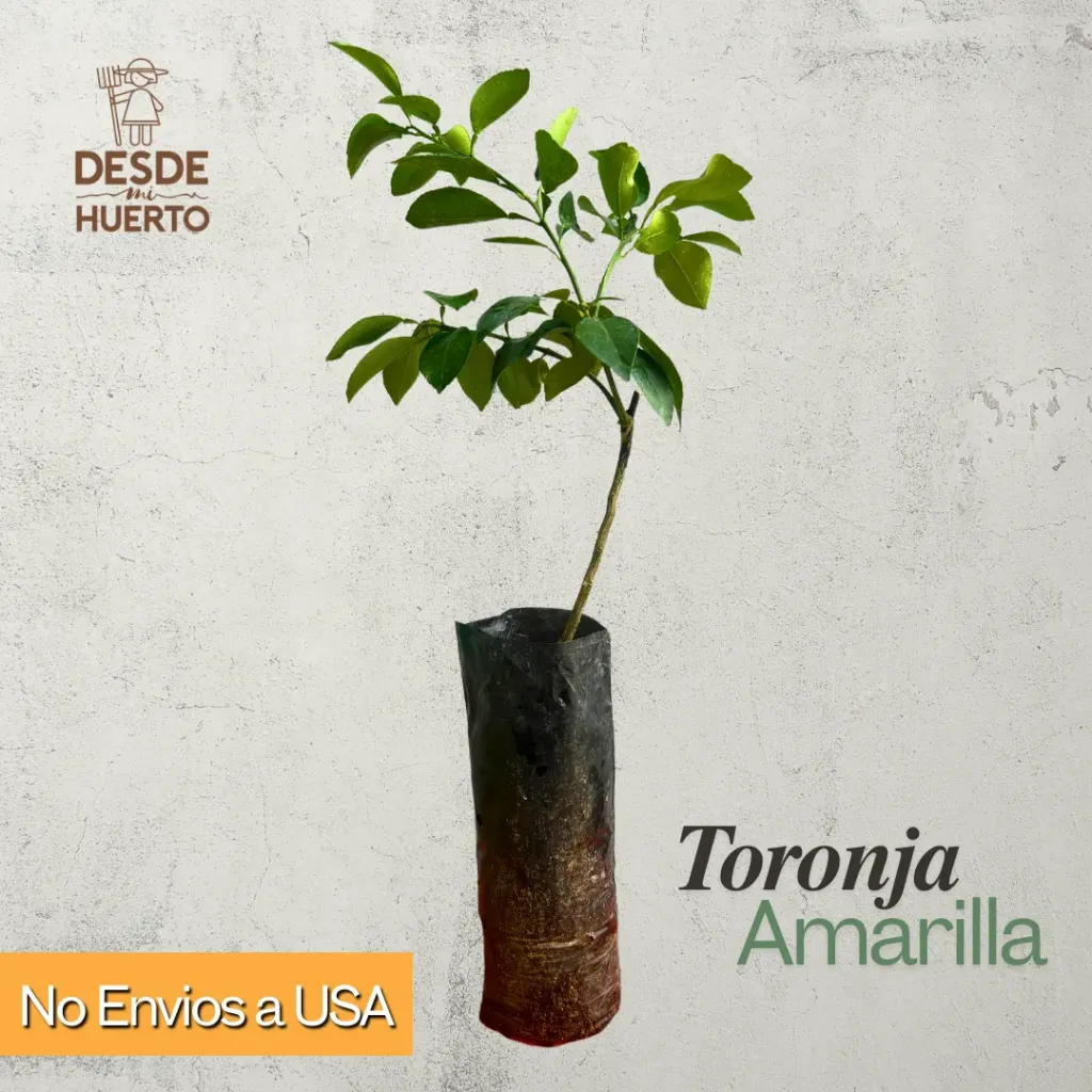 Arbol de Toronja Amarilla