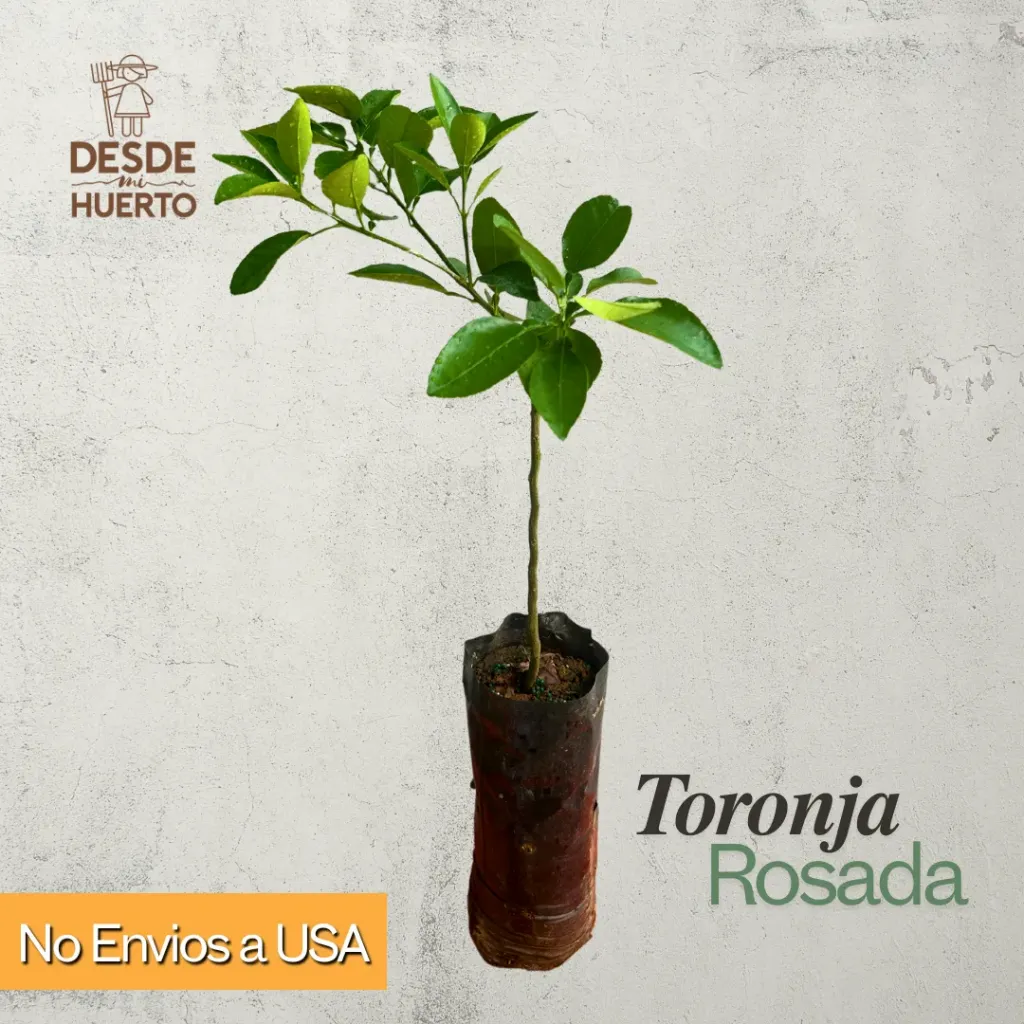 Arbol de Toronja Rosada
