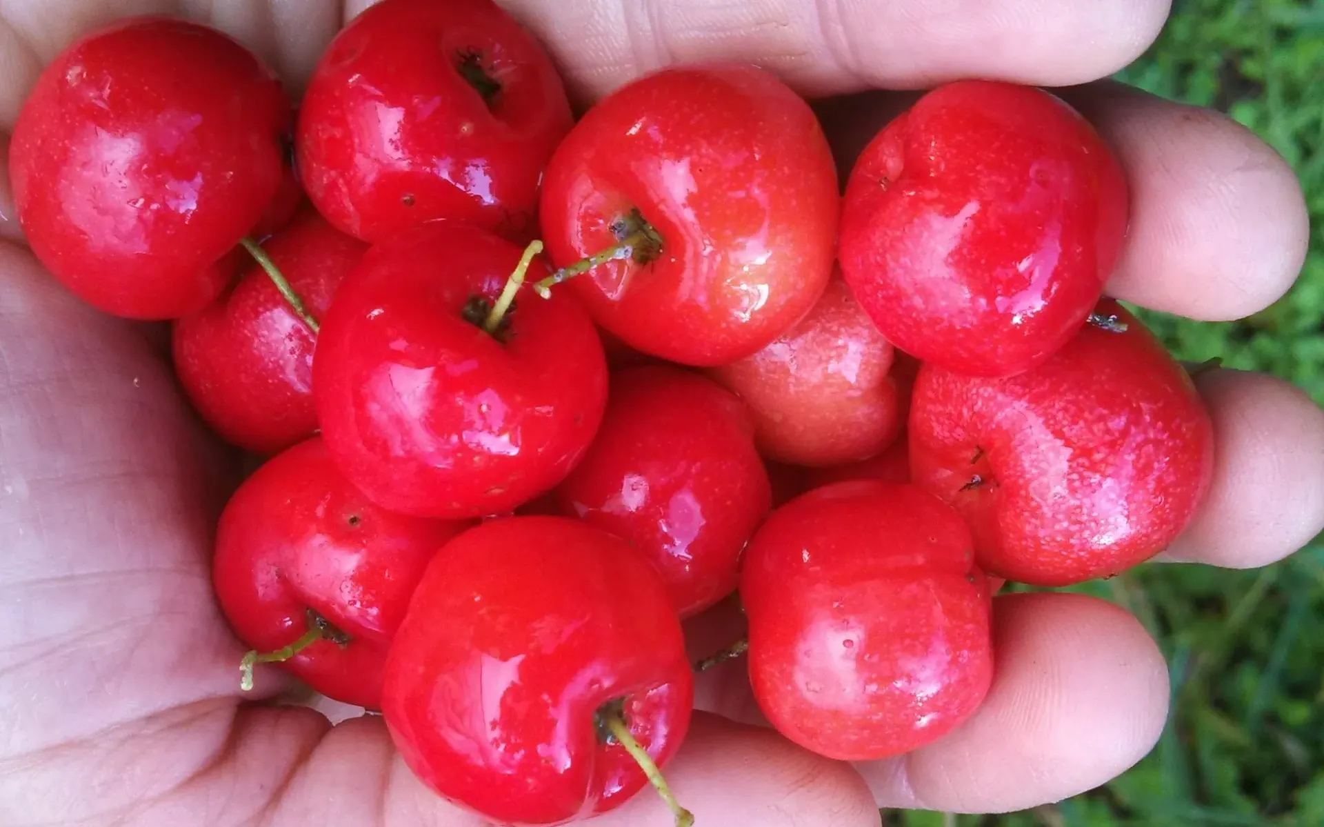 Planta de Acerola