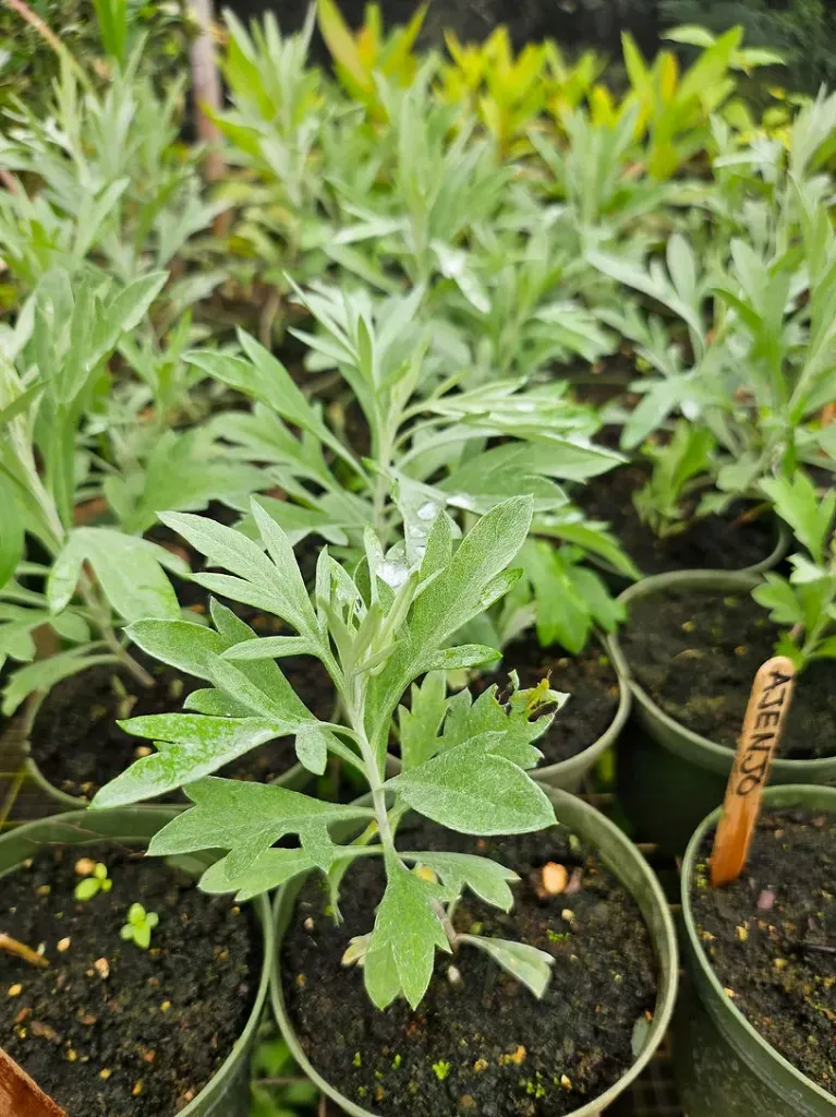 Planta de Ajenjo