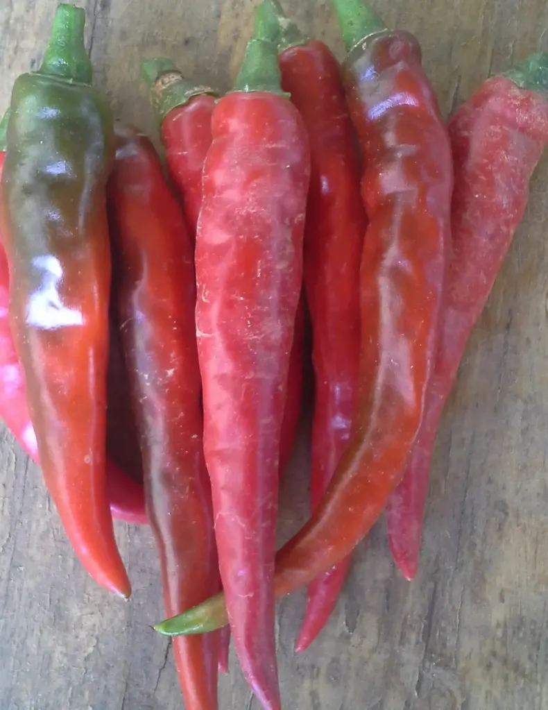 Planta de Aji Cayenne