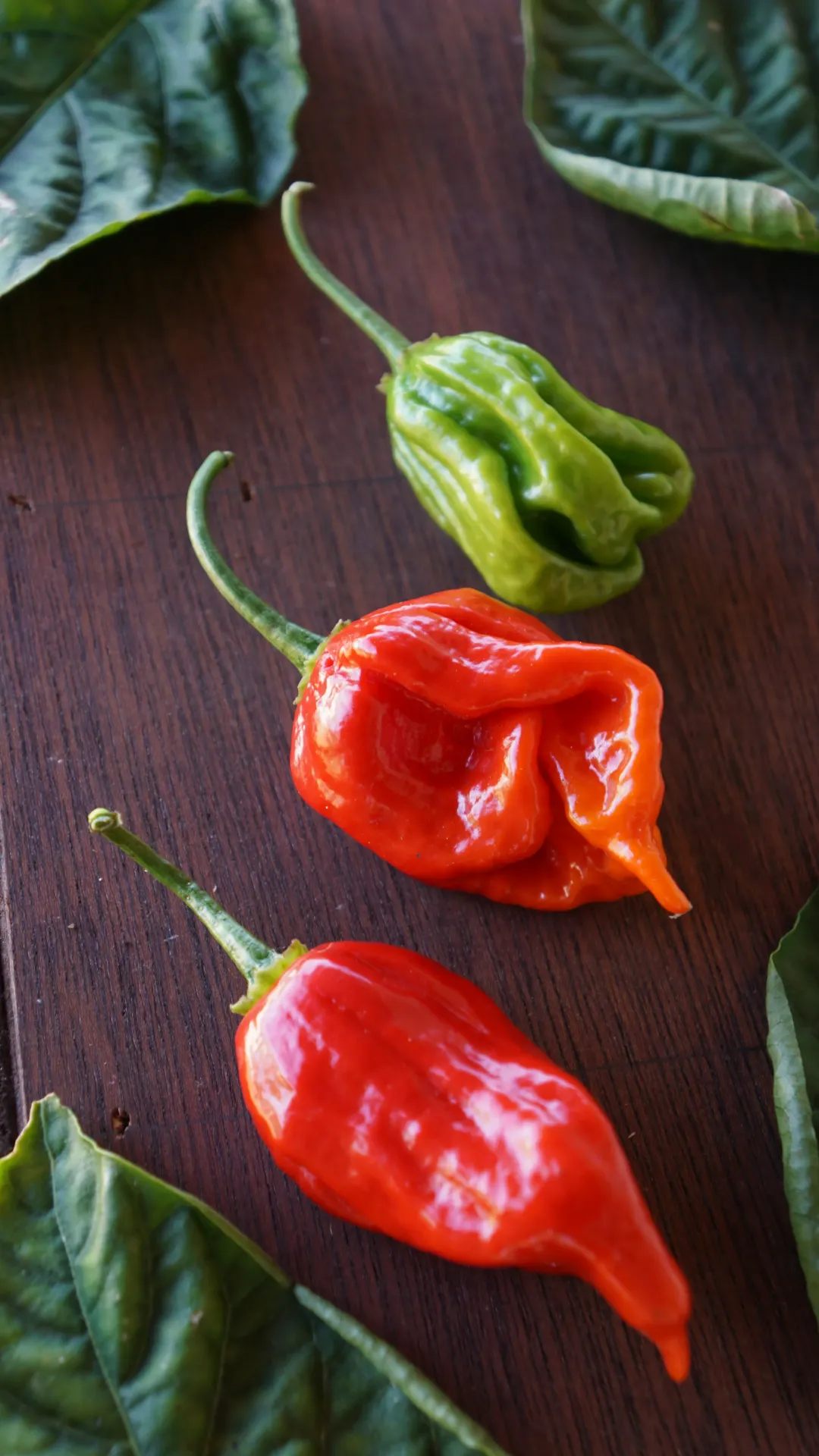 Planta de Aji Dulce Ajo