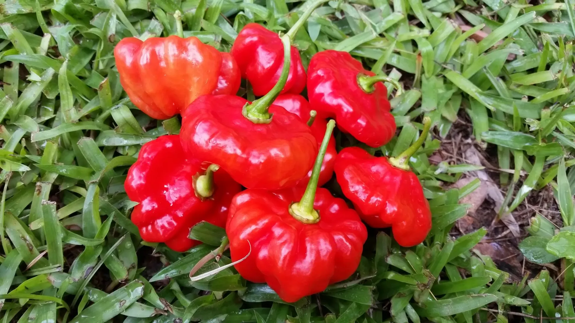 Planta de Aji Gigante