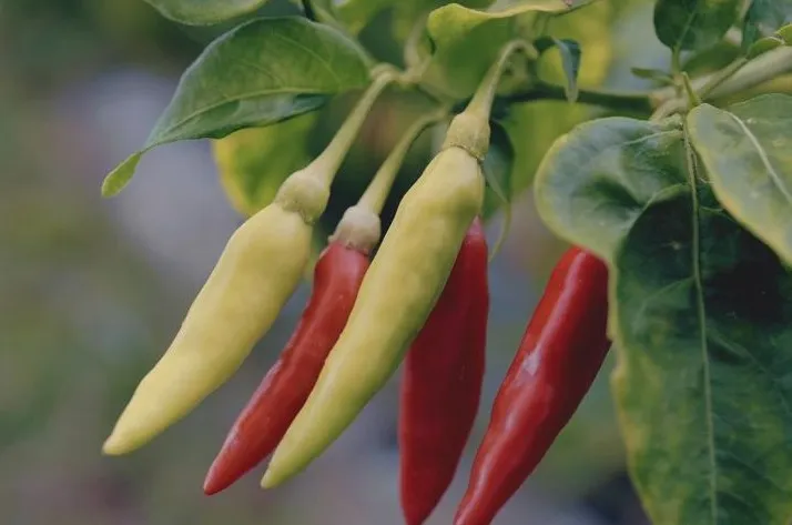 Planta de Aji Picante PR