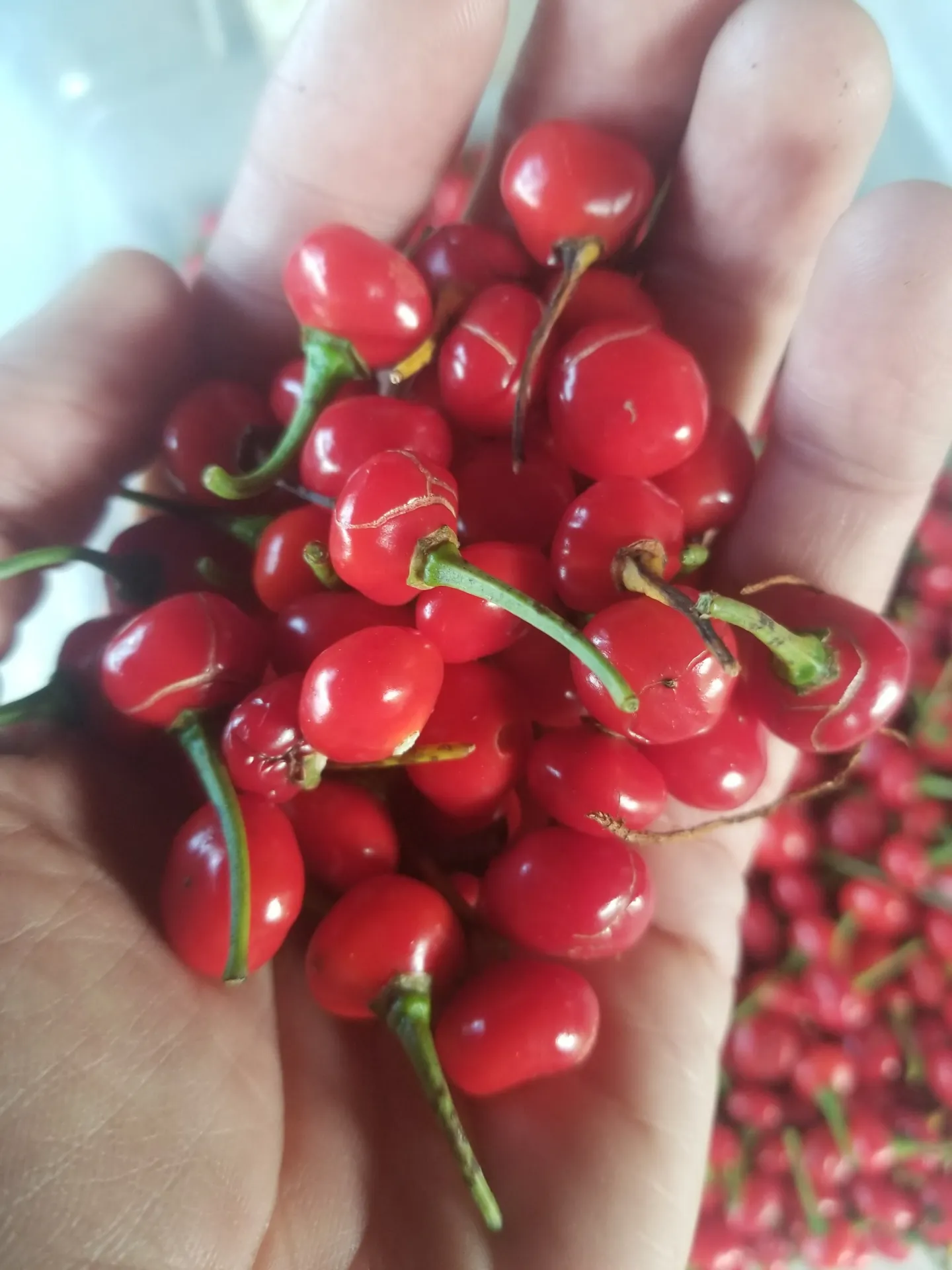 Planta de Aji Sabrosito