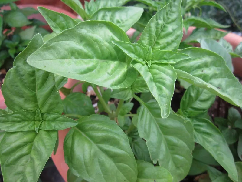 Planta de Albahaca Genovese 5