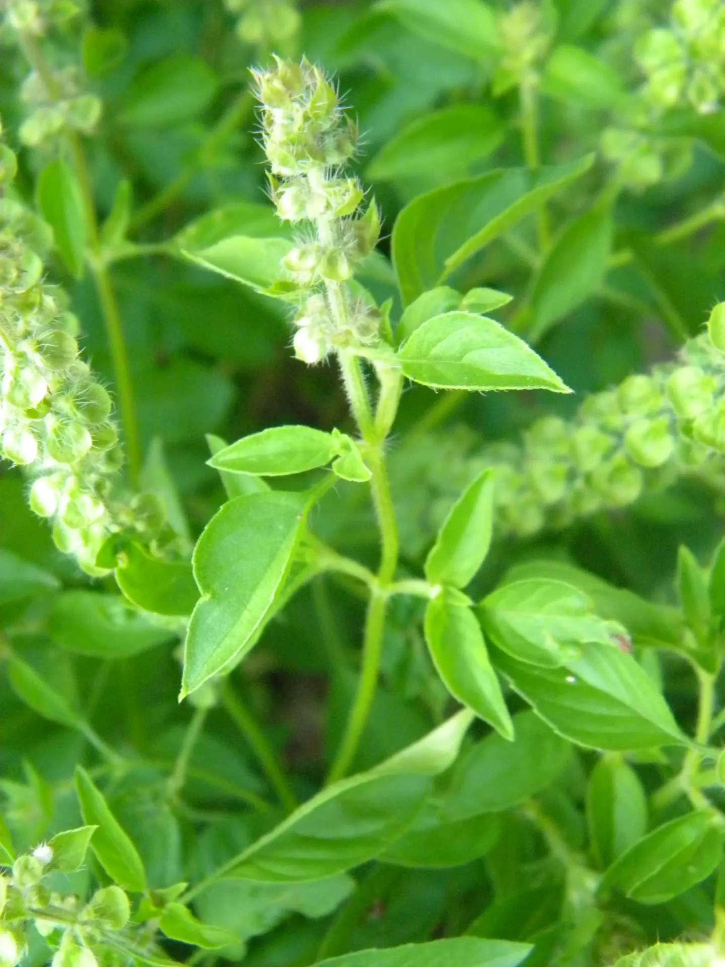 Planta de Albahaca Limon