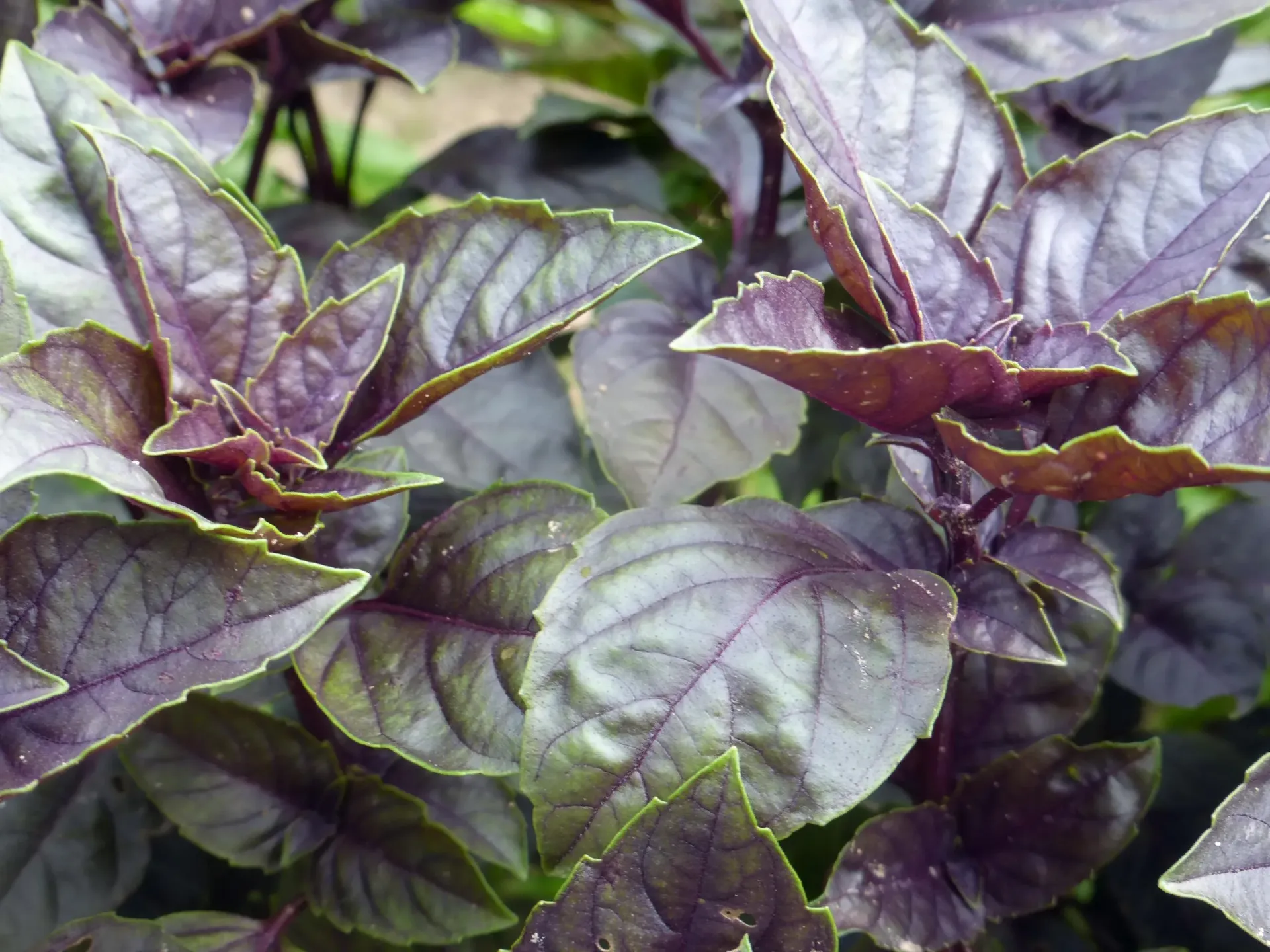 Planta de Albahaca Morada
