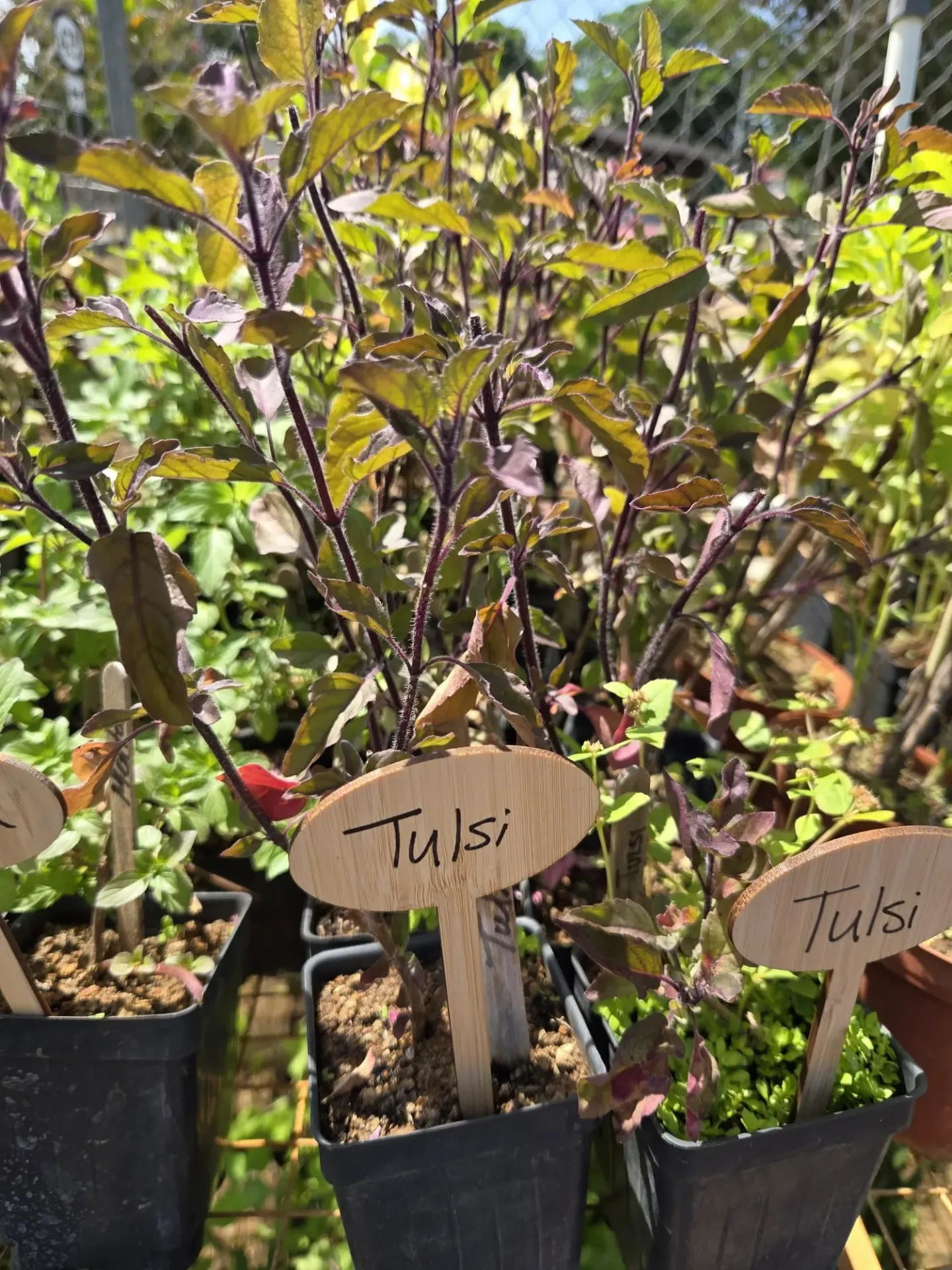 Planta de Albahaca Santa/Tulsi