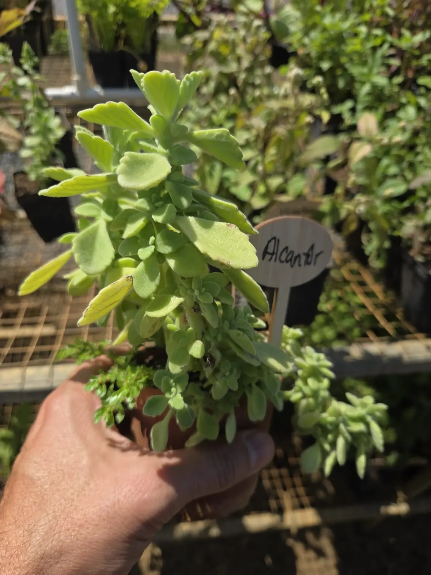 Planta de Alcanfor