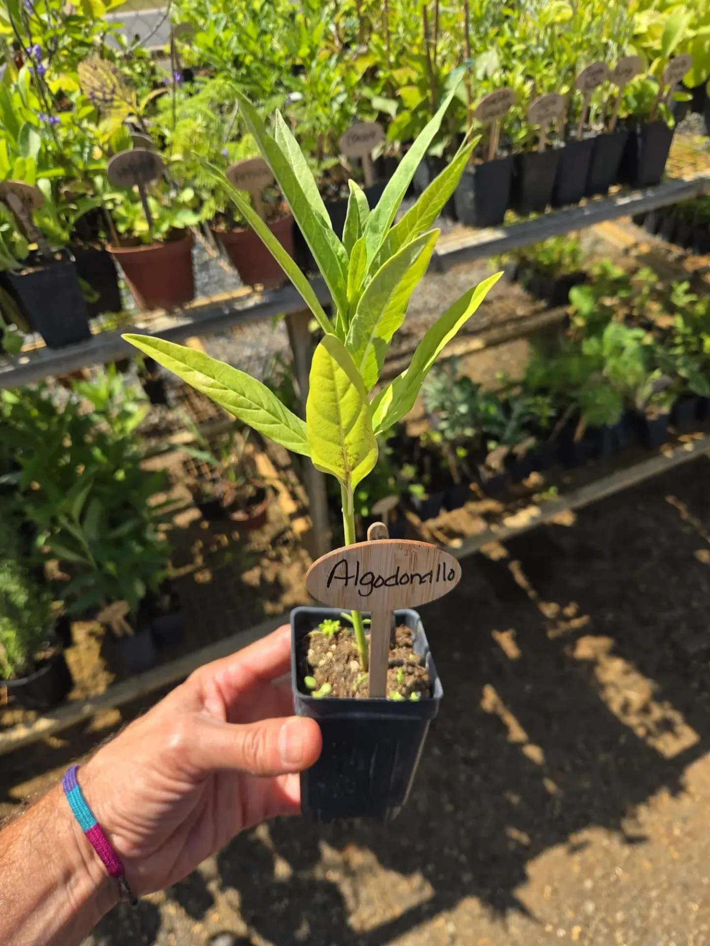 Planta de Algodoncillo