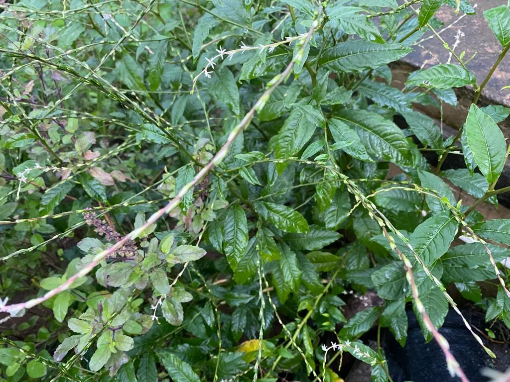 Planta de Anamu
