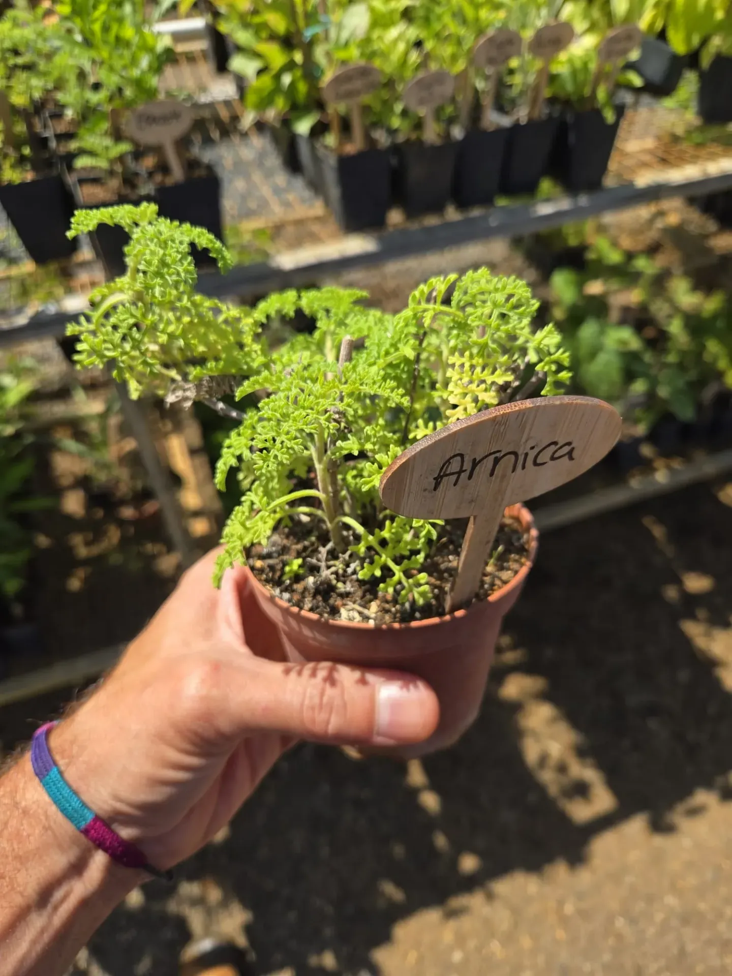 Planta de Arnica Criolla