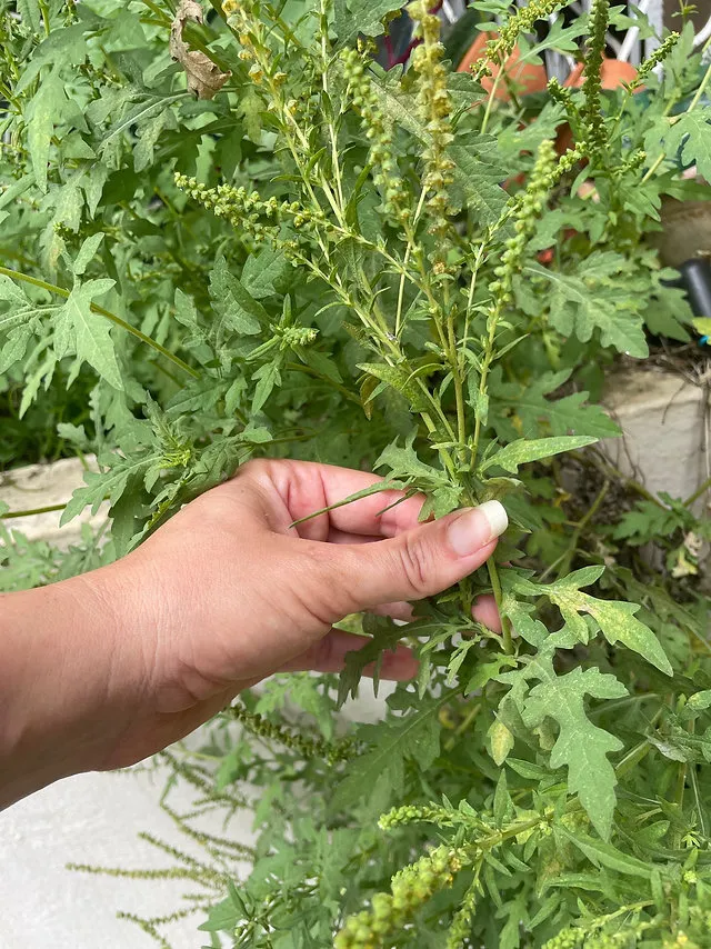 Planta de Artemisa