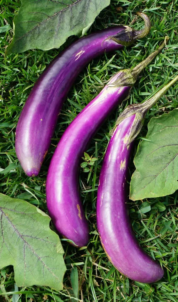 Planta de Berenjena Larga