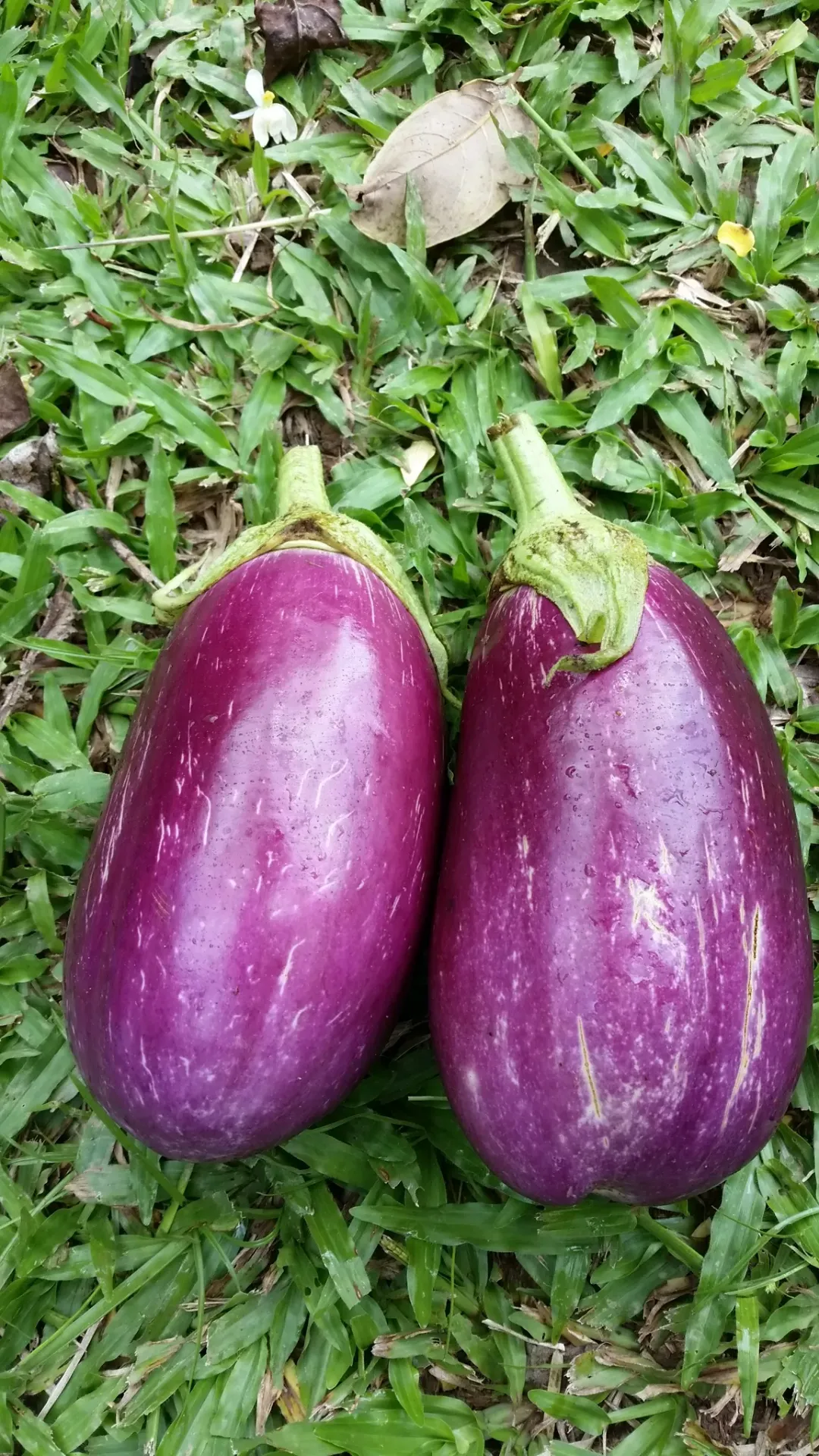 Planta de Berenjena Rosita