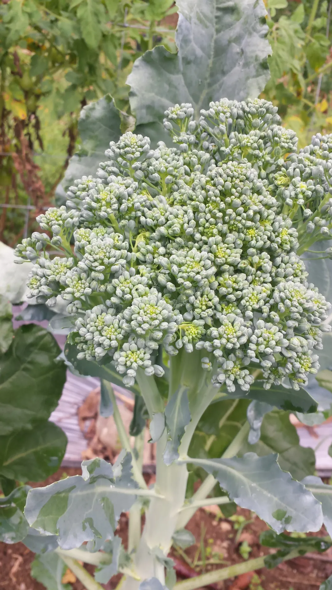 Planta de Brocoli