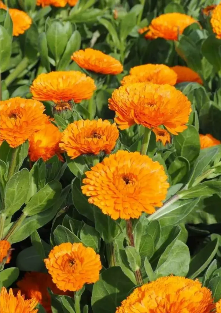 Planta de Calendula