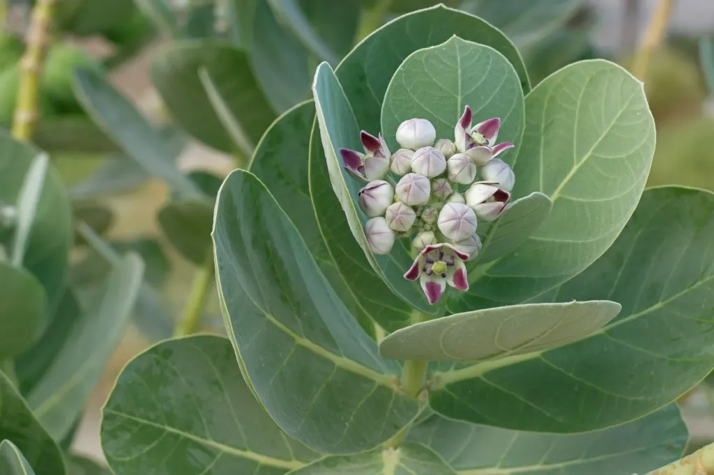 Planta de Calotropis