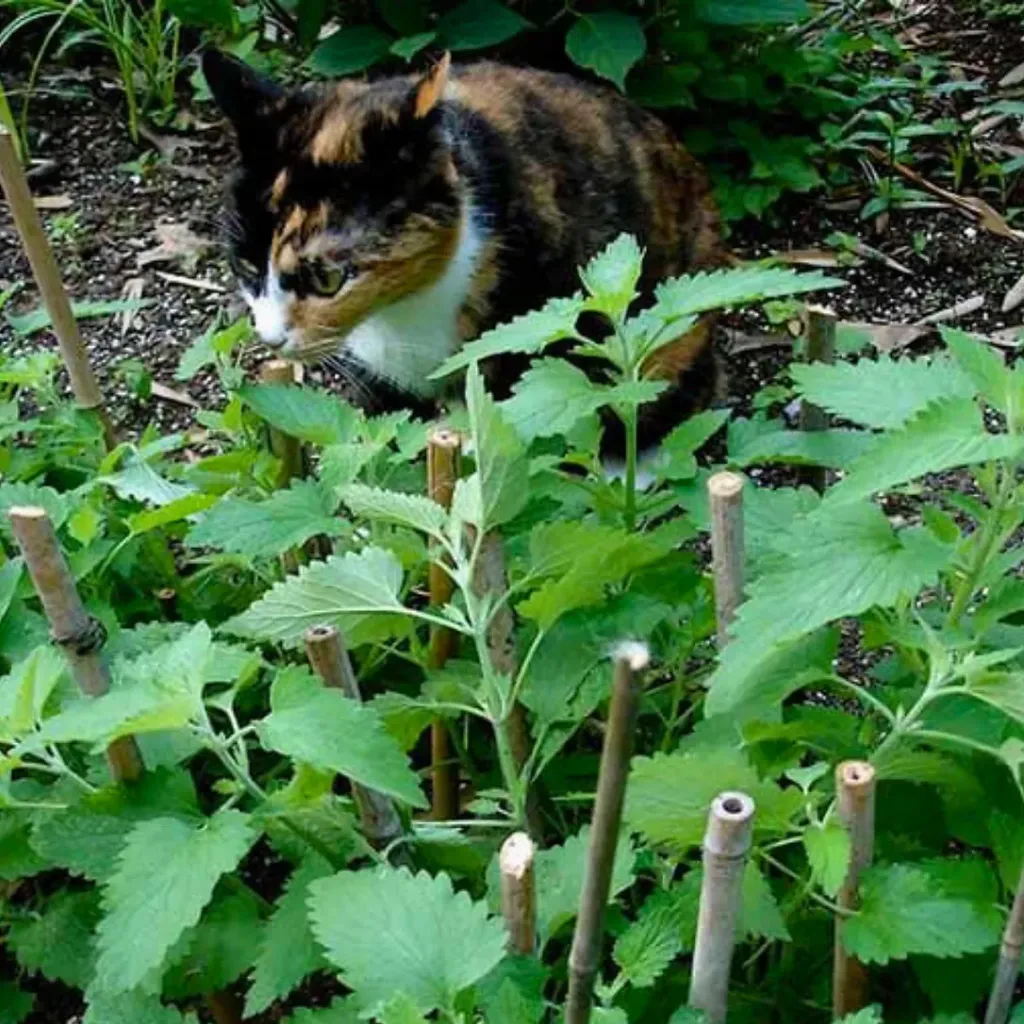 Planta de Catnip