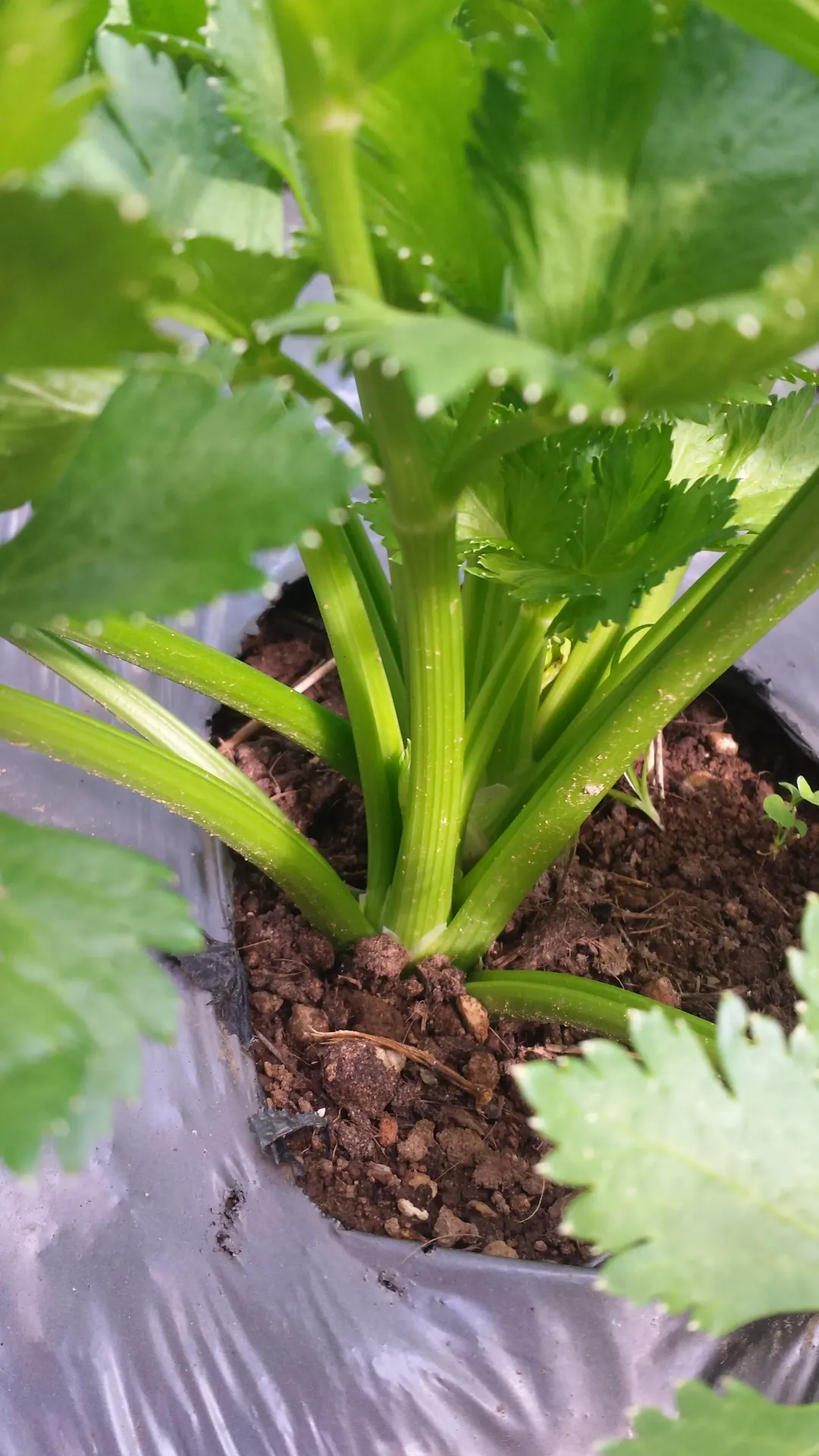 Planta de Celery