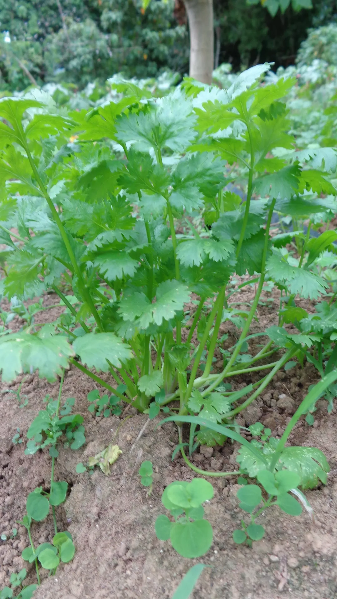 Planta de Cilantrillo